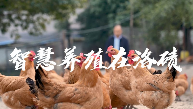 CDMO与CMO：合同差异解析，助您明智选择