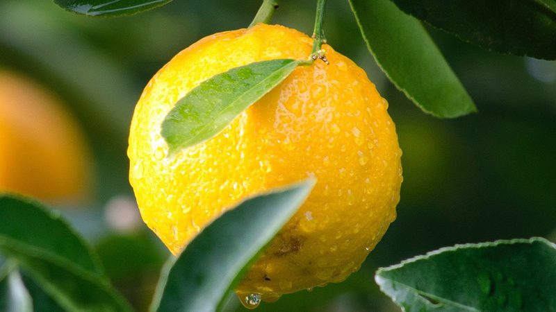 治疗性单克隆抗体定制：揭秘定制化药物的研发奥秘
